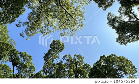 京都御苑の青空 104575564