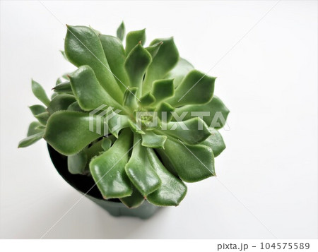 多肉植物　ファイヤーリップ 104575589