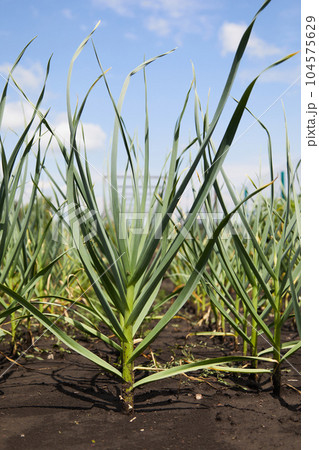 Green garlic grows in the ground in spring 104575629
