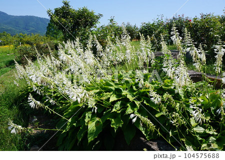 ギボウシの花 ギボウシの花 104575688