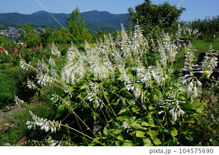 ギボウシの花 ギボウシの花 104575690