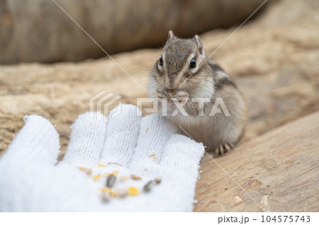 手に乗った餌を食べるリス 手に乗った餌を食べるリス 104575743