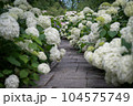 白い紫陽花が作った道 104575749