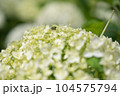 紫陽花の中から顔を見せる蛙 104575794