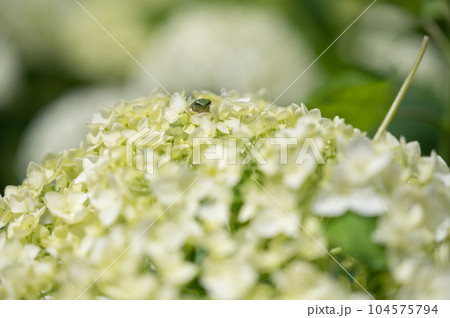 紫陽花の中から顔を見せる蛙 紫陽花の中から顔を見せる蛙 104575794