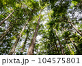 エコをイメージした新緑 104575801