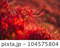 真っ赤に輝く彼岸花 104575804