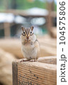 こちらを見つめるシマリス 104575806