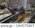 水を飲んでいるリス 104575807