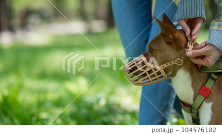 The owner puts a muzzle on the African dog breed Basenji for a walk. 104576182
