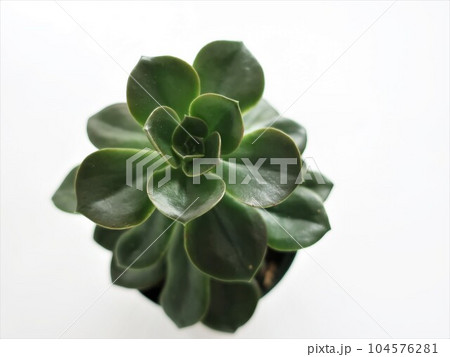 多肉植物 メラコ 多肉植物 メラコ 104576281