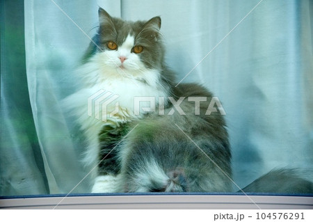 窓辺で休憩する猫 窓辺で休憩する猫 104576291