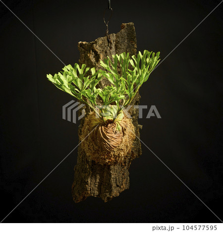 黒バックに映えるビカクシダ・リドレイ 黒バックに映えるビカクシダ・リドレイ 104577595