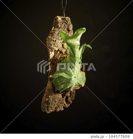 黒バックに映えるビカクシダ・グランデ 104577609