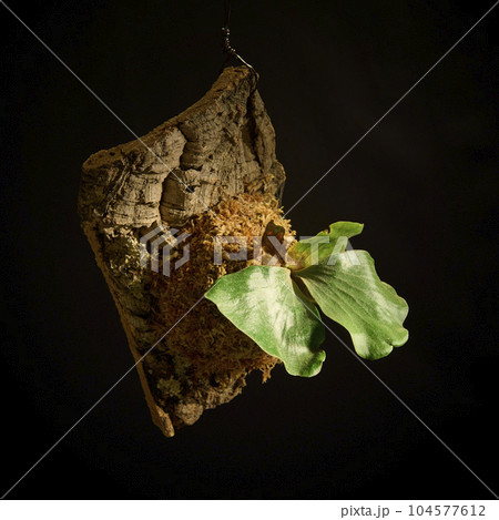 黒バックに映えるビカクシダ・エレファントティス 104577612