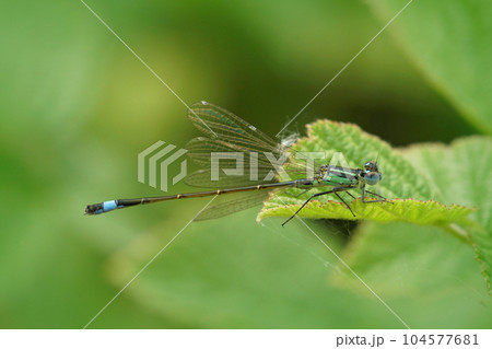 Closeup on a common bluetail damselfly, Ischnura elegans sitting on a green leaf Closeup on a common bluetail damselfly, Ischnura elegans sitting on a green leaf 104577681