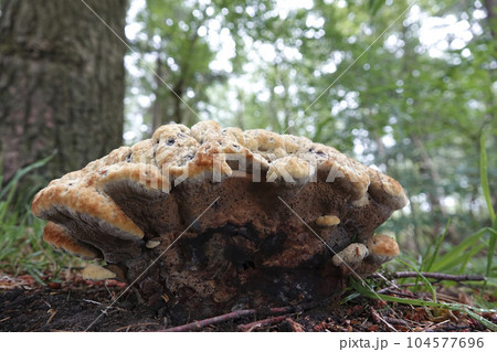 Closeup on an old aged undulating or velvet top fungus mushroom, Phaeolus schweinitzii 104577696
