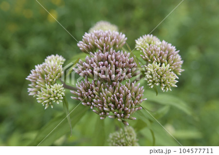 Closeup on the emerging flower heads of the hemp-agrimony or holy rope, Eupatorium cannabinum Closeup on the emerging flower heads of the hemp-agrimony or holy rope, Eupatorium cannabinum 104577711