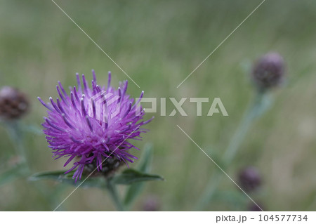 Closeup on the purple flower of a knapweed, Centaurea jacea in a meadow 104577734
