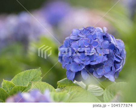お台場の紫陽花 ひっそりと咲いています。 お台場の紫陽花 ひっそりと咲いています。 104577874