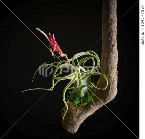 黒バックに映える紫の花のエアプランツ・カプトメデューサエ 104577897