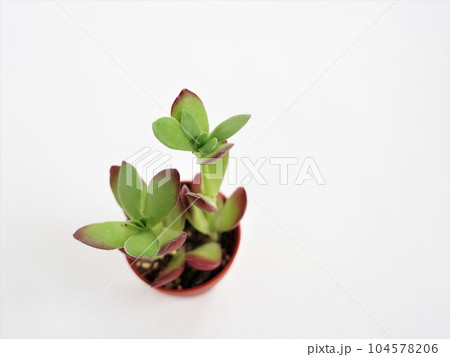 多肉植物 天狗の舞 多肉植物 天狗の舞 104578206
