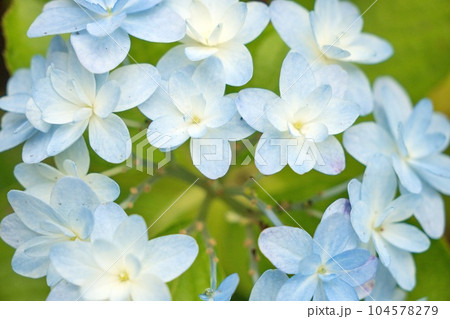 鮮やかに咲く紫陽花 鮮やかに咲く紫陽花 104578279