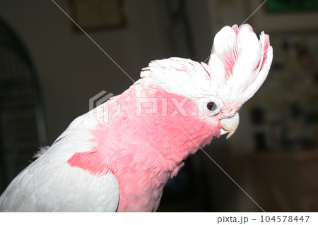 驚き 驚き 104578447