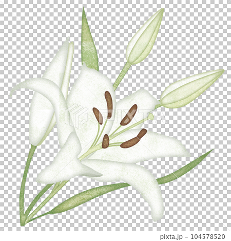 illustration of lily flower illustration of lily flower 104578520