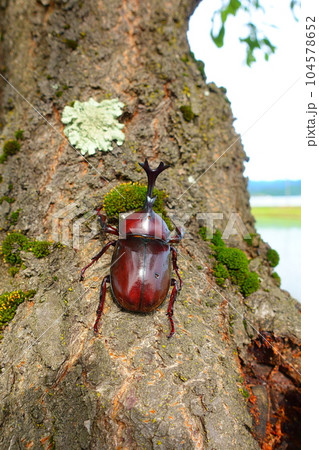 カブトムシ クワガタムシ 夏休み 子供 カブトムシ クワガタムシ 夏休み 子供 104578652