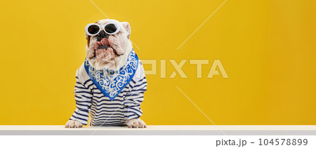 Purebred, serious, brutal, stylish dog, purebred english bulldog wearing striped shirt and sunglasses against yellow studio background 104578899