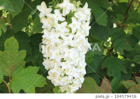 ヤエカシワバアジサイの花 104579416