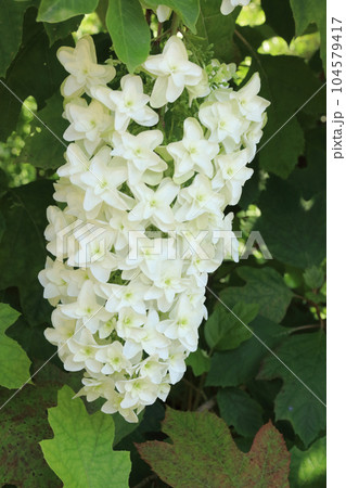 ヤエカシワバアジサイの花 104579417