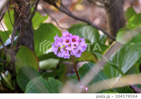 ヒマラヤユキノシタ ヒマラヤユキノシタ 104579504