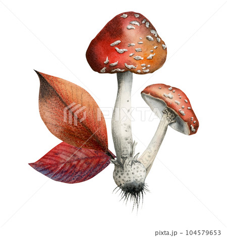 Two watercolor fly agaric mushrooms with red autumn leaves illustration isolated on white background, hand drawn clipart for fall postcards, prints, mugs, shoppers 104579653