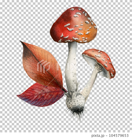 Two watercolor fly agaric mushrooms with red autumn leaves illustration isolated on white background, hand drawn clipart for fall postcards, prints, mugs, shoppers 104579653