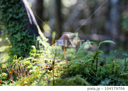 北八ヶ岳の苔の森に生えるキノコ 北八ヶ岳の苔の森に生えるキノコ 104579706