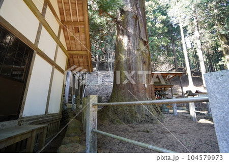 群馬県桐生市ぐんま百名山　栗生山の麓にある栗生神社の大杉　2023年4月10日 104579973