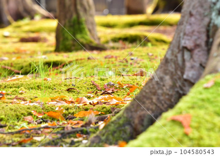 總持寺祖院 苔と落ち葉 總持寺祖院 苔と落ち葉 104580543