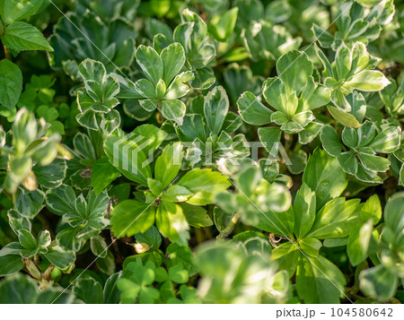 綺麗な葉色の斑入りフッキソウ【春】【初夏】【夏】【秋】【冬】 綺麗な葉色の斑入りフッキソウ【春】【初夏】【夏】【秋】【冬】 104580642