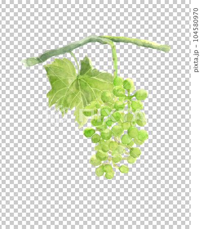 水彩白背透明背景畫的幼葡萄插圖 104580970