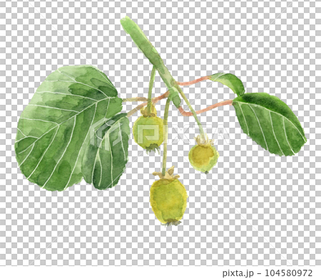 Illustration of kiwi fruit painted by watercolor White back Transparent background 104580972
