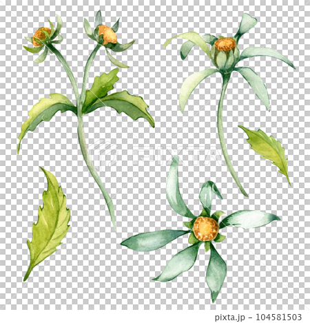 Bidens tripartita medicinal plant watercolor illustration isolated on white background. Tree lobe beggarttick yellow flower, useful herb bur marigold hand drawn. Design for label, package, postcard Bidens tripartita medicinal plant watercolor illustration isolated on white background. Tree lobe beggarttick yellow flower, useful herb bur marigold hand drawn. Design for label, package, postcard 104581503