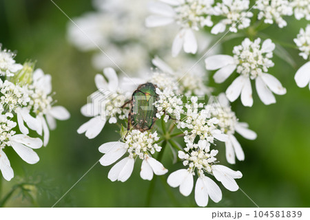 花の蜜を吸うハナムグリ 104581839