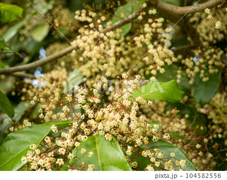 Sterculia monosperma.Leaf shaped background image for entering text. Sterculia monosperma.Leaf shaped background image for entering text. 104582556