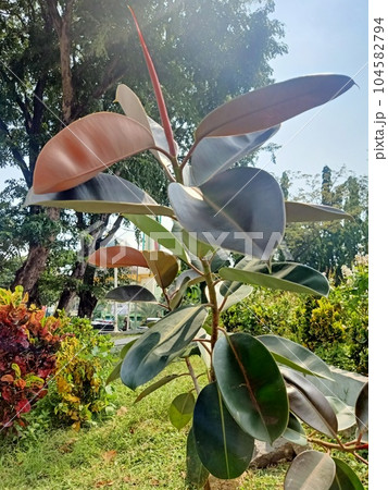 Close up of rubber fig plant  104582794