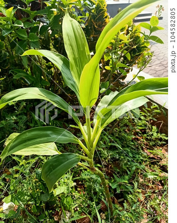 Close up of ti plant Close up of ti plant 104582805