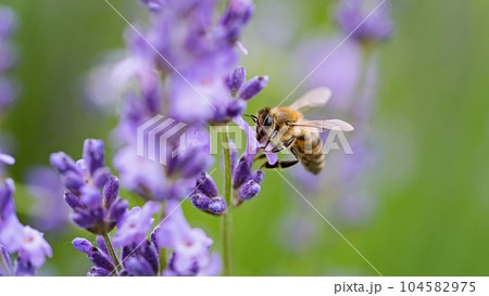 Honey bee pollinates lavender flowers. Plant decay with insects., sunny lavender. Lavender flowers in field. Soft focus, Close-up macro image wit blurred background. 104582975