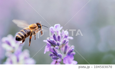Honey bee pollinating lavender flowers. Plant decay with insects. Blurred summer background of lavender flowers with bees. Beautiful wallpaper. soft focus. Lavender Field Bee flying over flower Honey bee pollinating lavender flowers. Plant decay with insects. Blurred summer background of lavender flowers with bees. Beautiful wallpaper. soft focus. Lavender Field Bee flying over flower 104583070