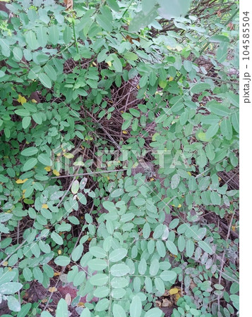 Close up of black locust plant Close up of black locust plant 104585504